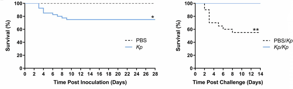 Survival curves of C57BL/6 mice initially inoculated (left) and re-challenged (right) with Kp.